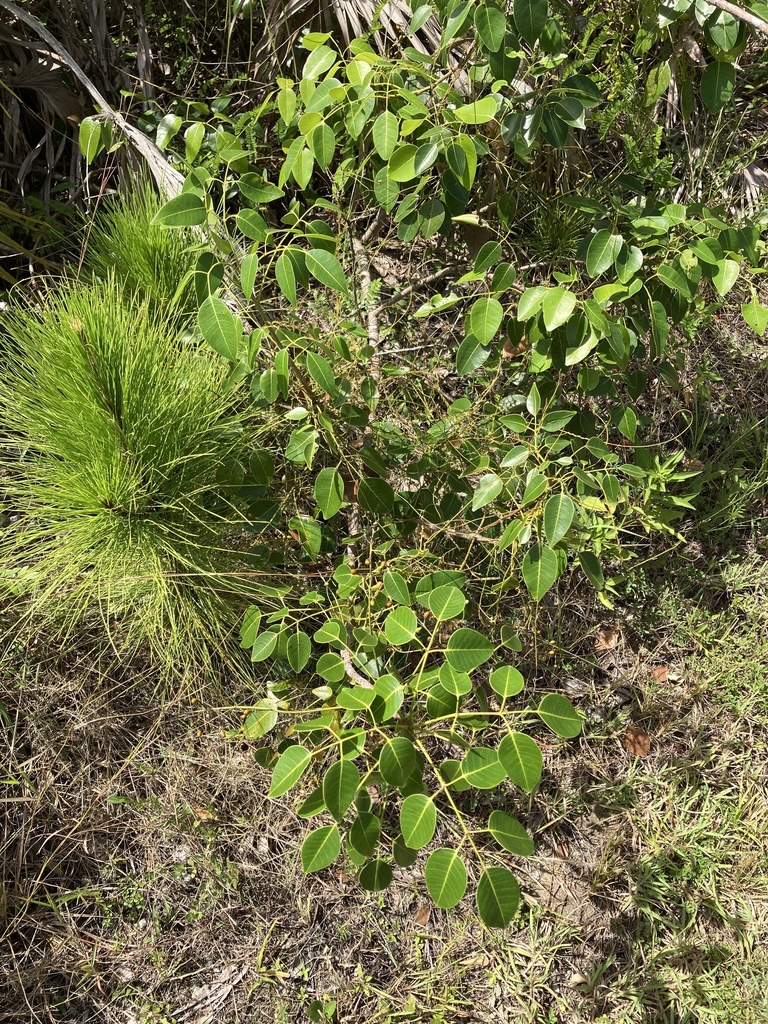 Metopium toxiferum
