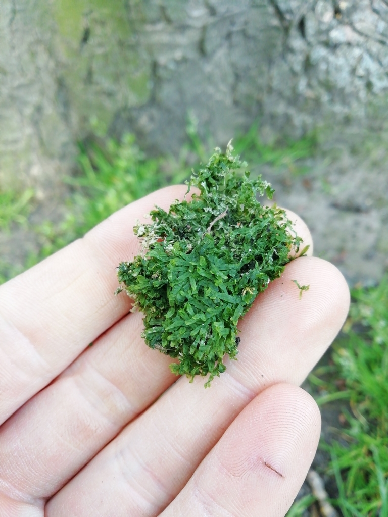Metzgeria furcata