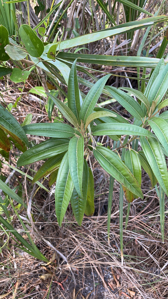 Miconia bicolor