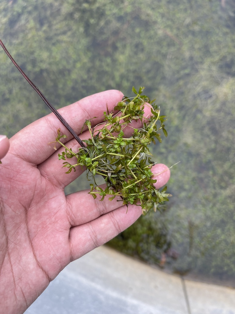 Micranthemum glomeratum