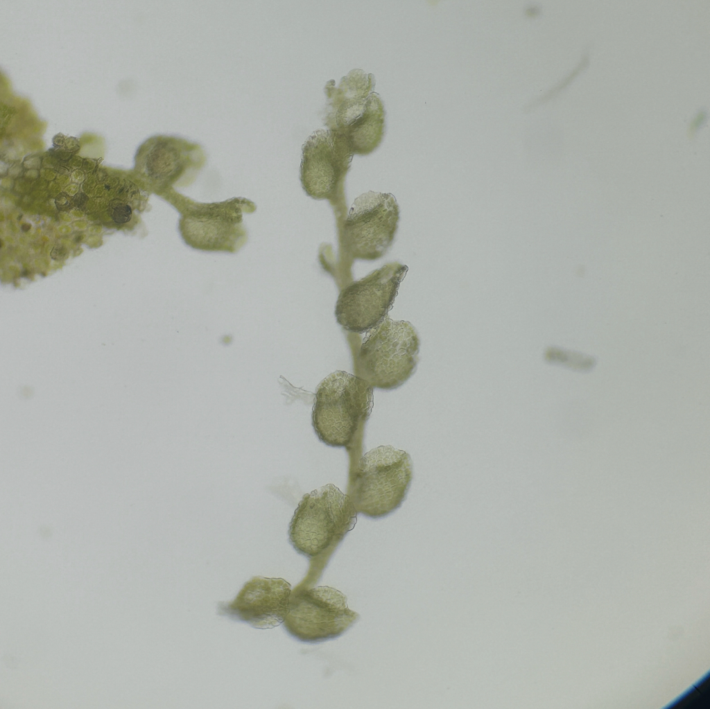 Microlejeunea bullata