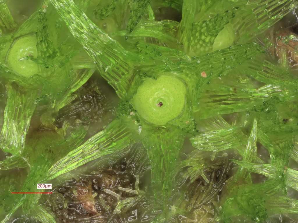 Micromitrium tenerum