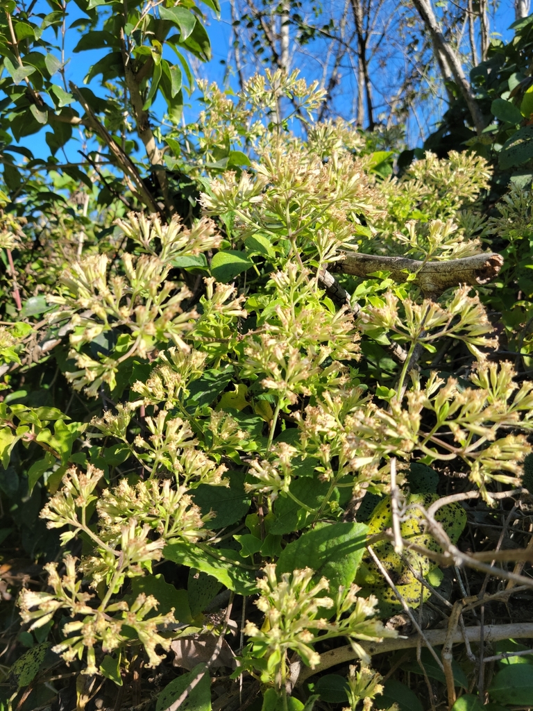Mikania cordifolia