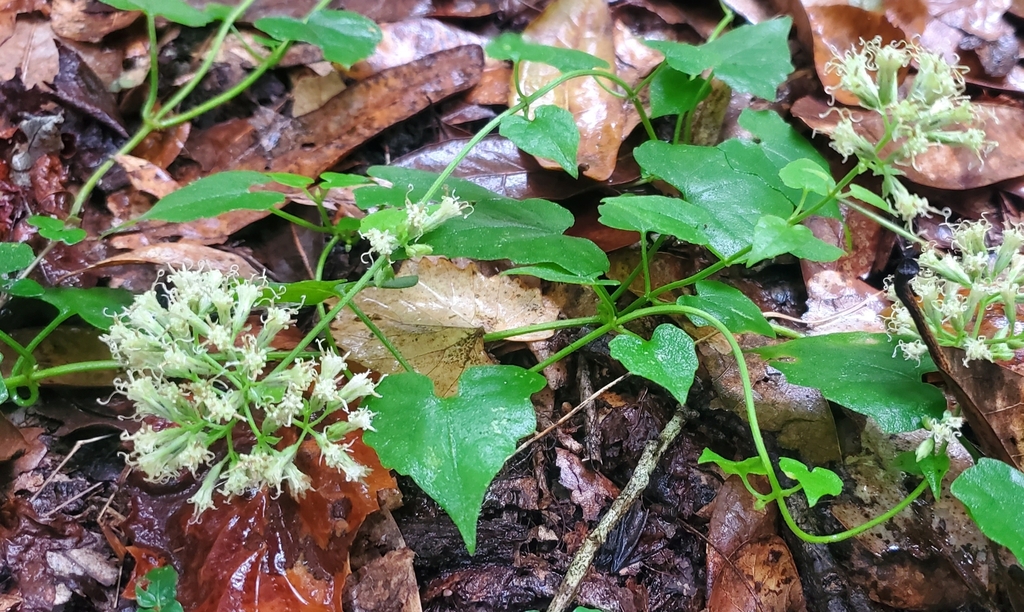 Mikania scandens