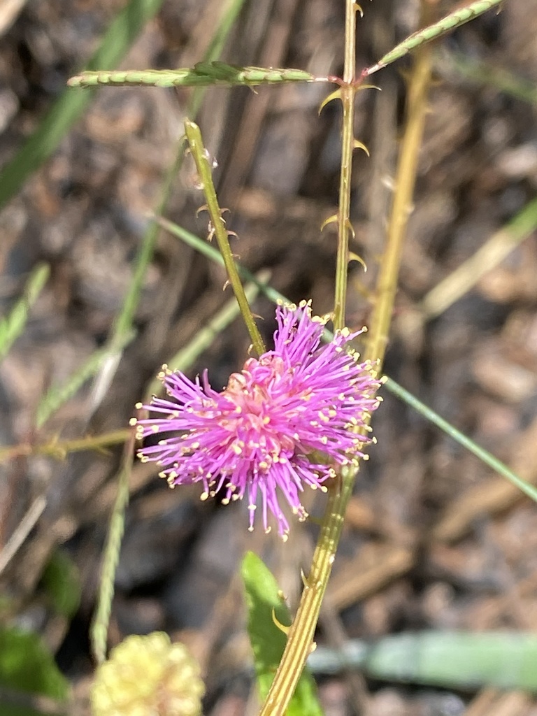Mimosa quadrivalvis var. angustata