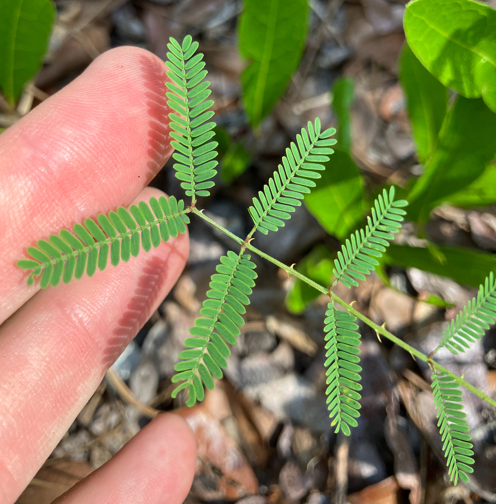 Mimosa quadrivalvis var. floridana
