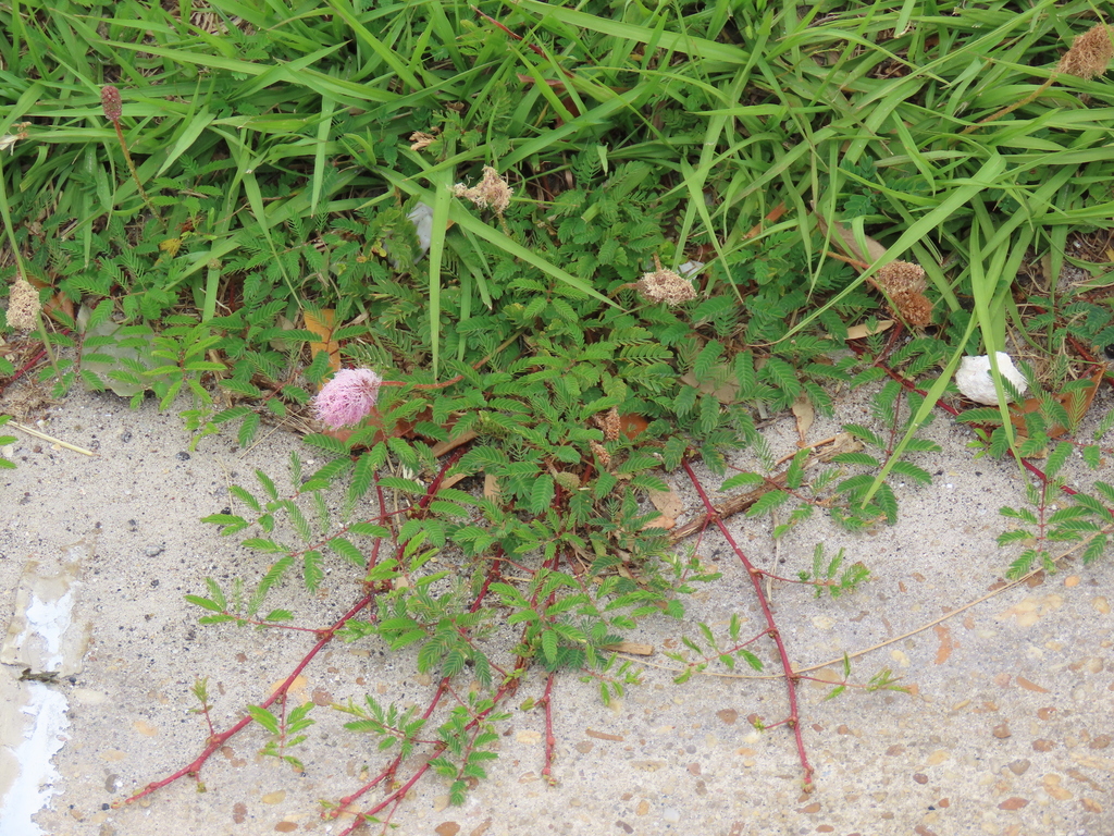 Mimosa strigillosa