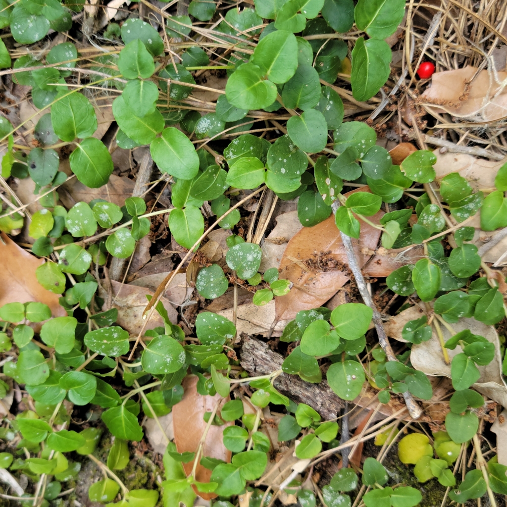 Mitchella repens