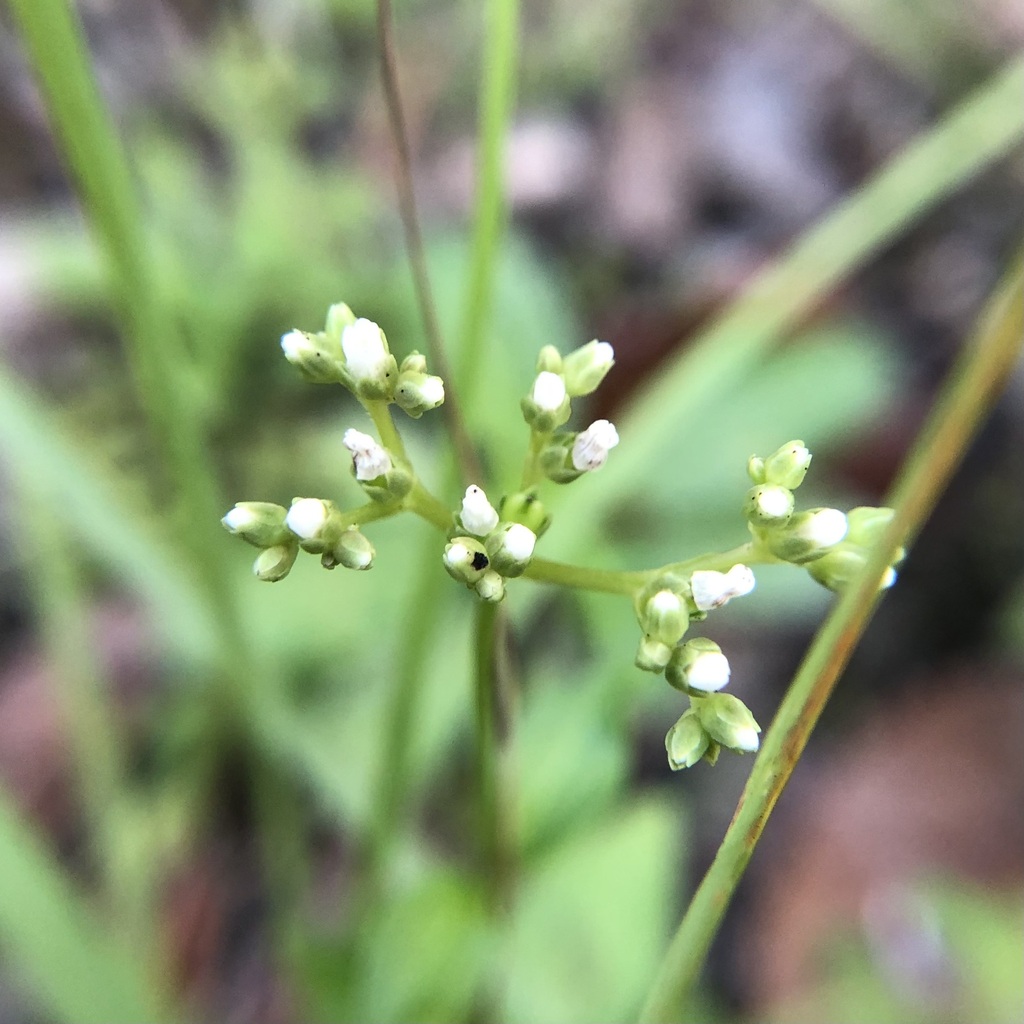 Mitreola petiolata