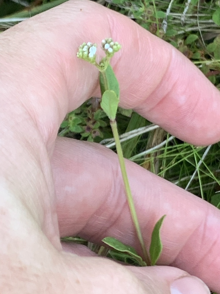 Mitreola sessilifolia