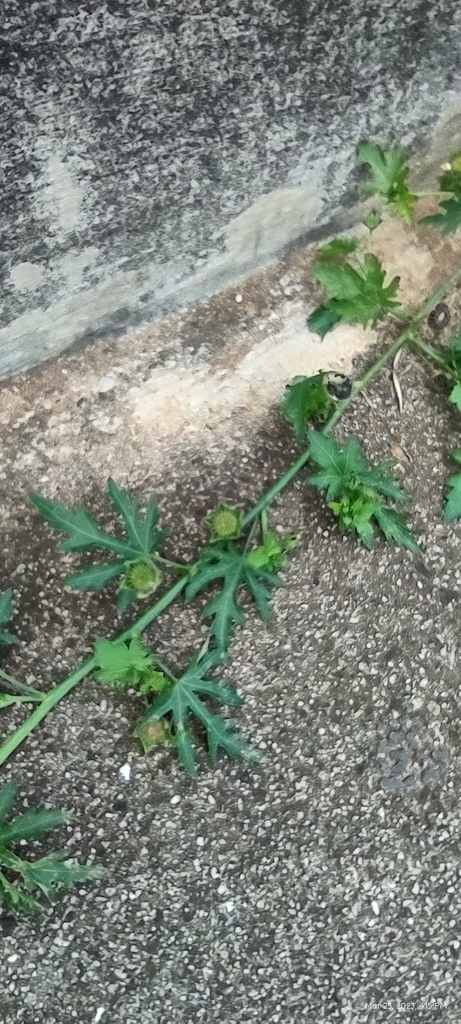 Modiola caroliniana