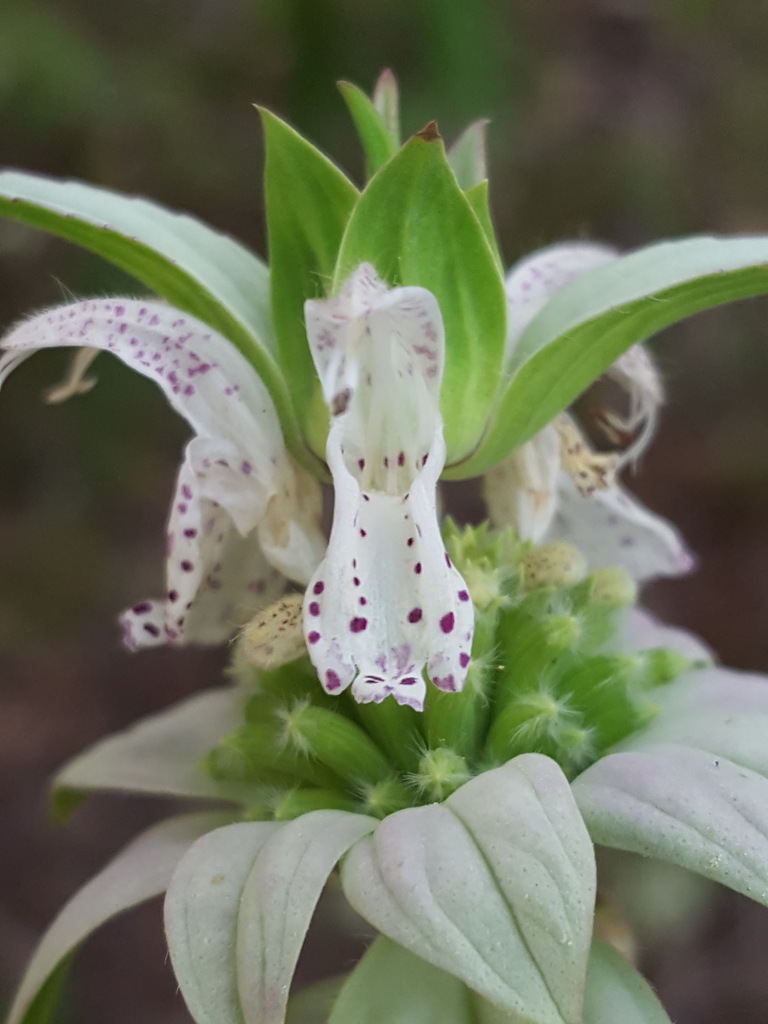 Monarda punctata