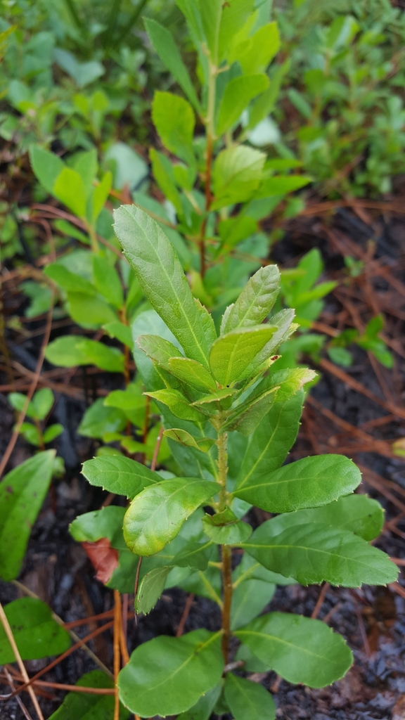Morella caroliniensis