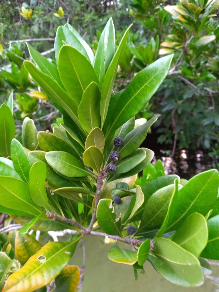 Morella inodora