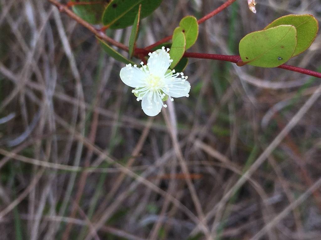 Mosiera longipes