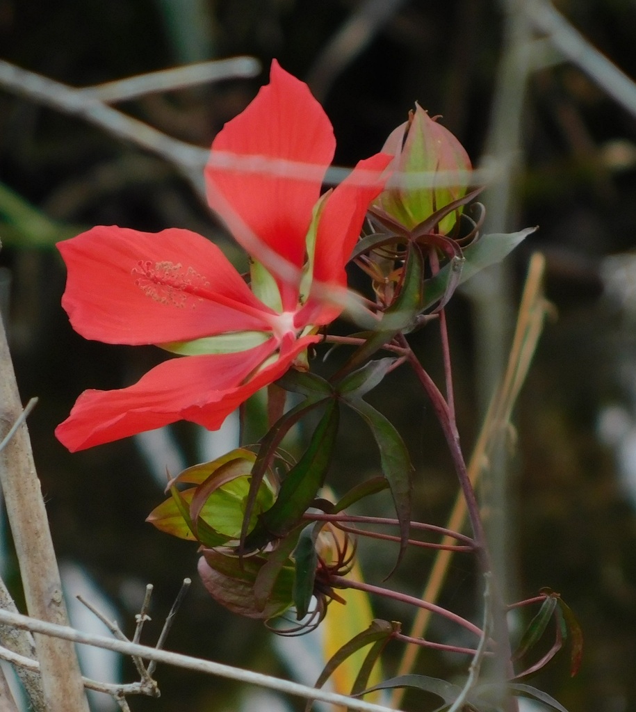 Muenchhusia coccinea