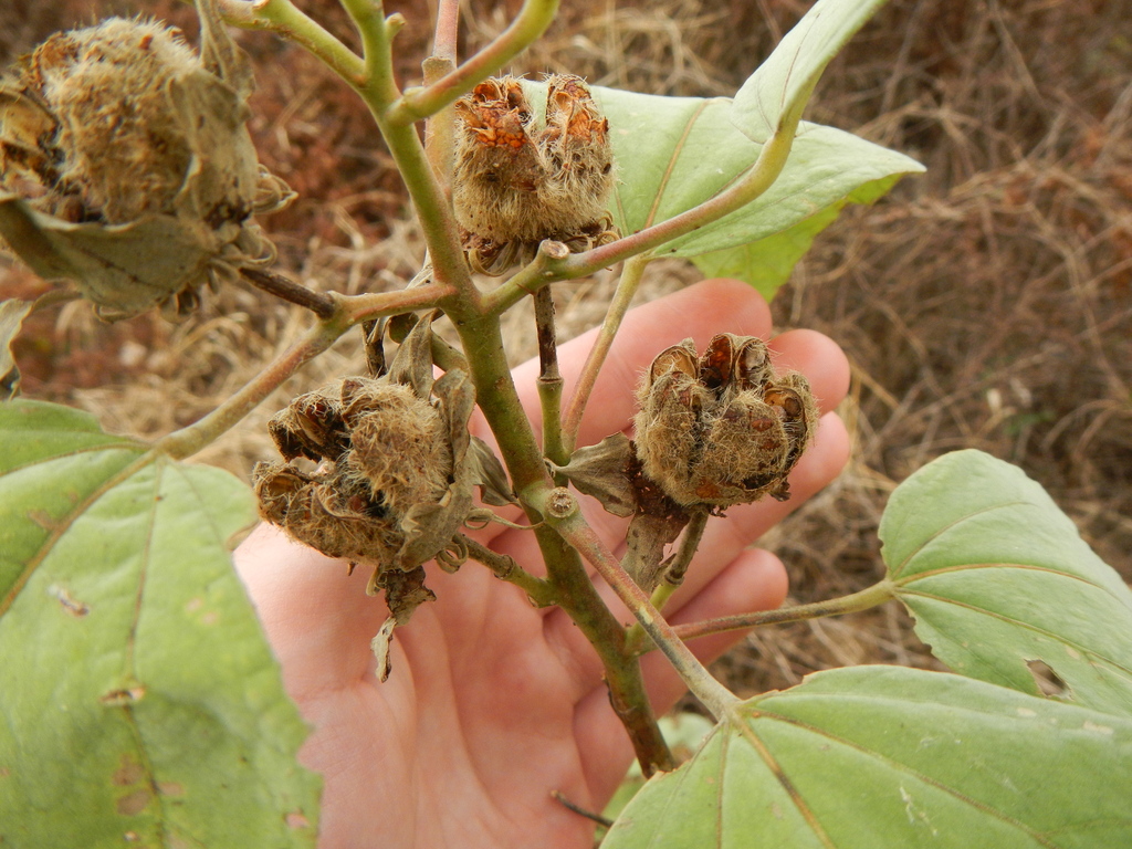 Muenchhusia moscheutos subsp. lasiocarpa
