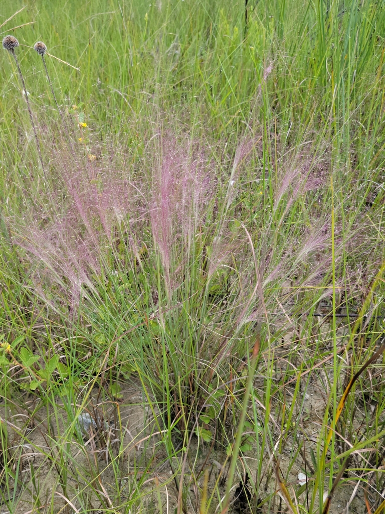 Muhlenbergia capillaris var. capillaris