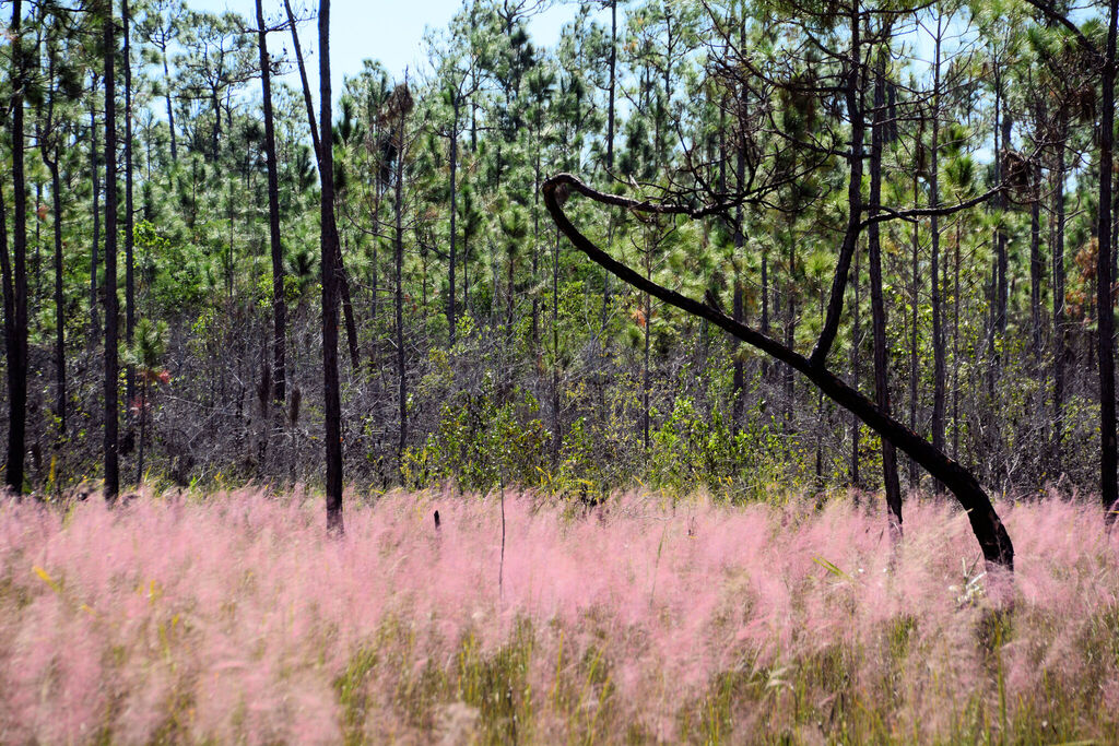 Muhlenbergia capillaris var. filipes