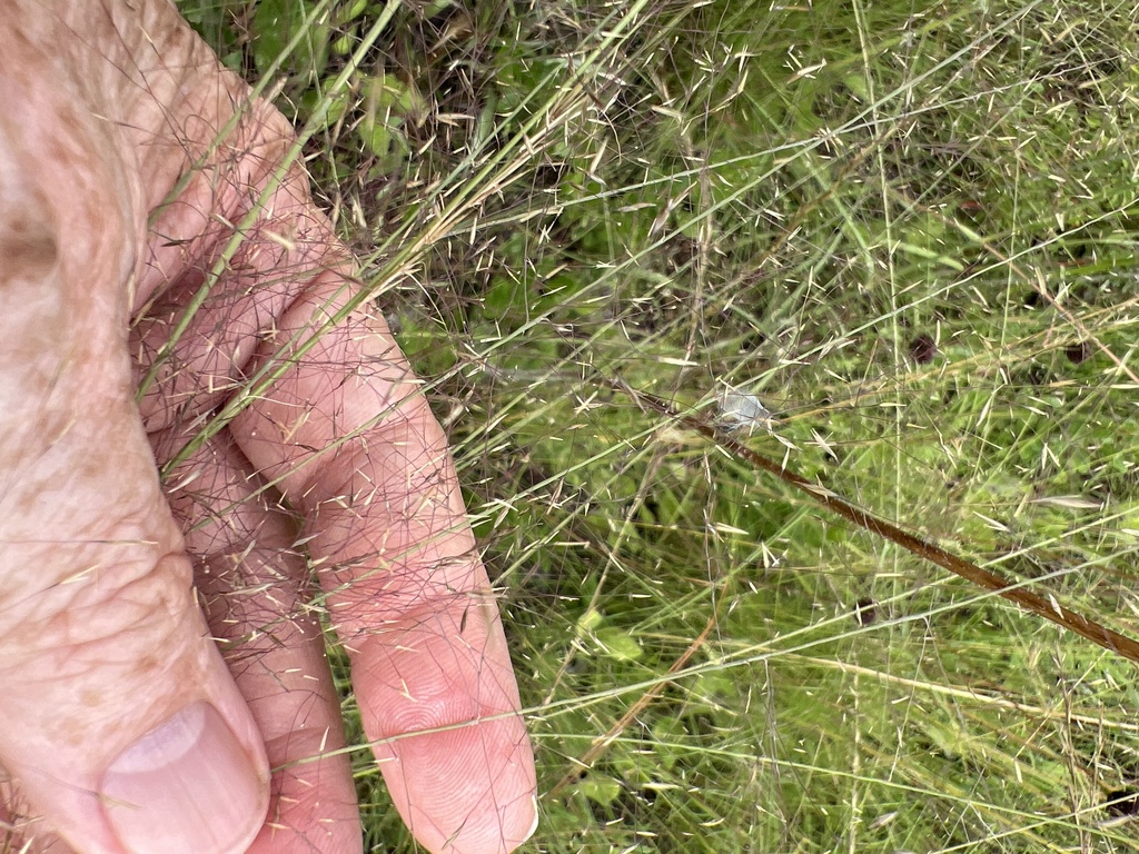 Muhlenbergia capillaris var. trichopodes