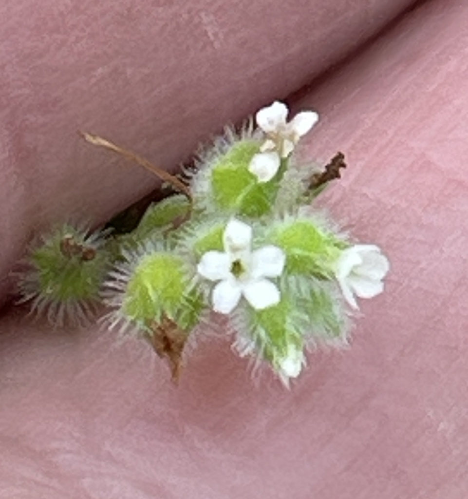 Myosotis macrosperma