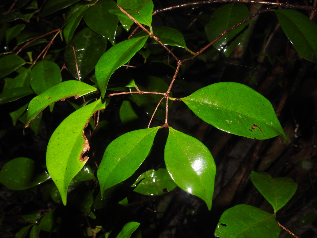 Myrcia neopallens