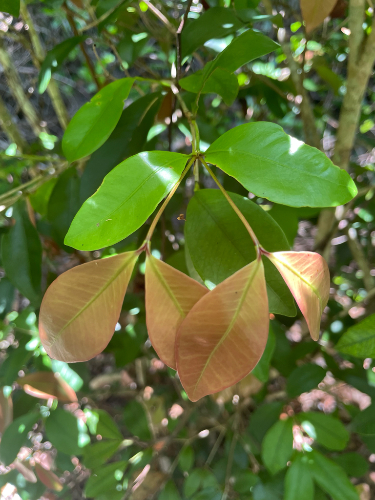 Myrcia zuzygium