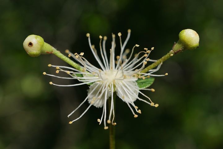 Myrcianthes fragrans