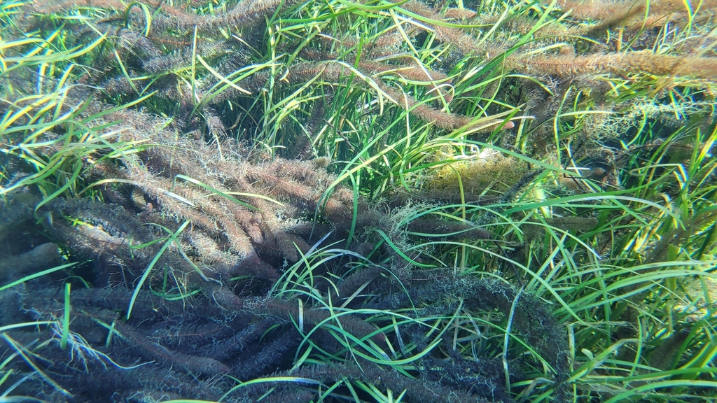 Myriophyllum heterophyllum