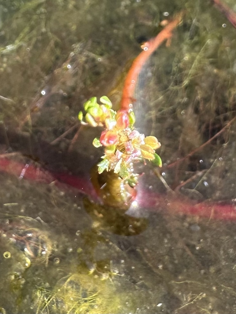 Myriophyllum laxum
