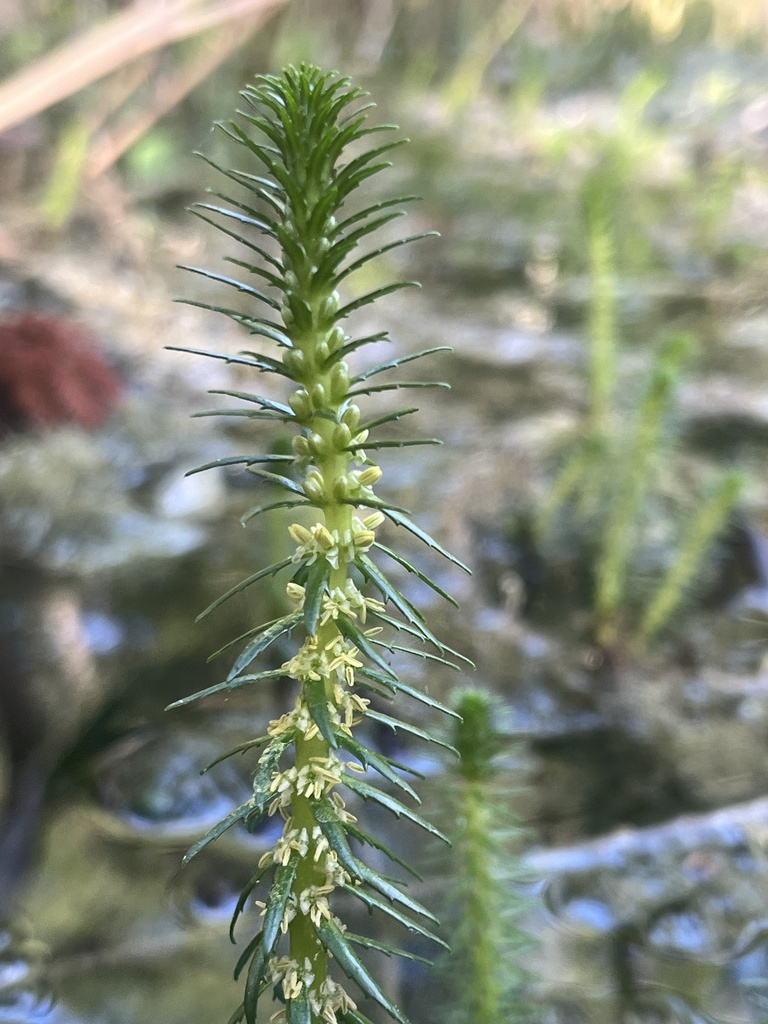 Myriophyllum pinnatum