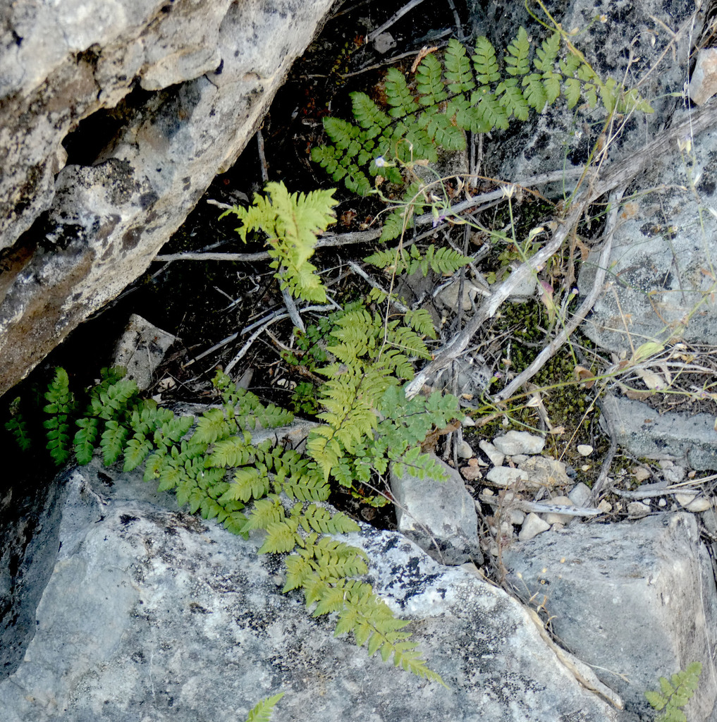 Myriopteris alabamensis