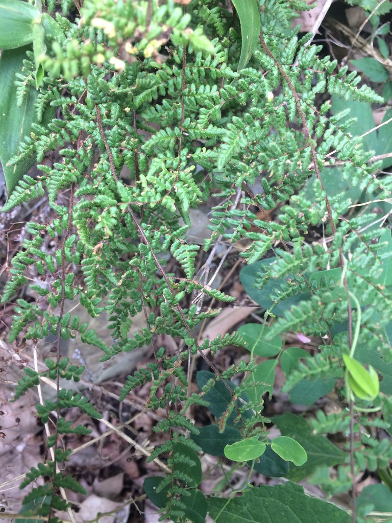Myriopteris lanosa