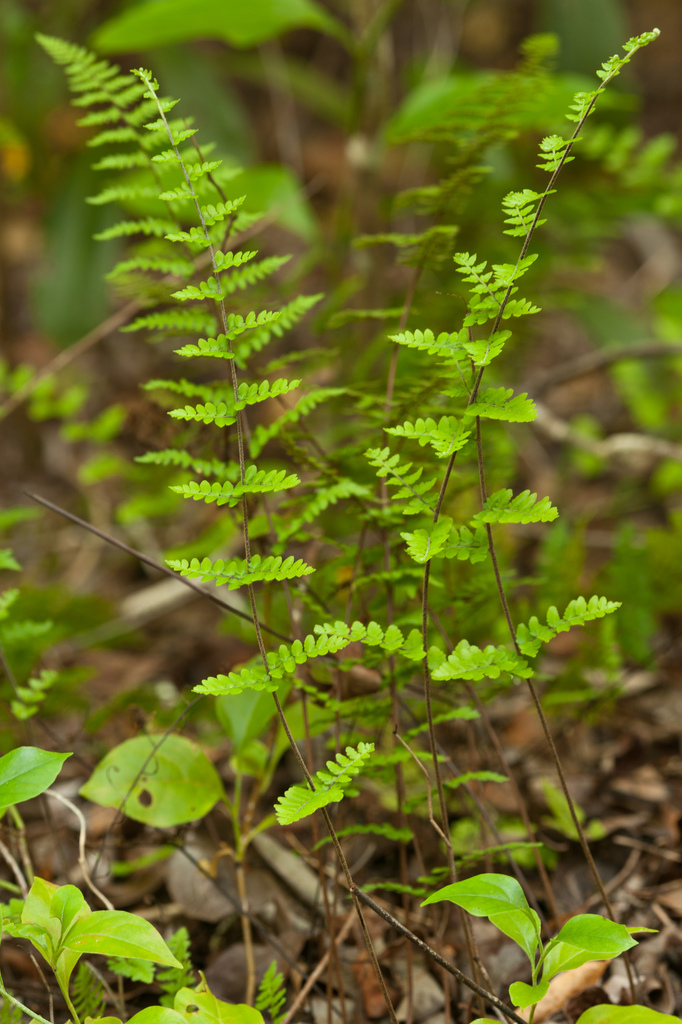 Myriopteris microphylla