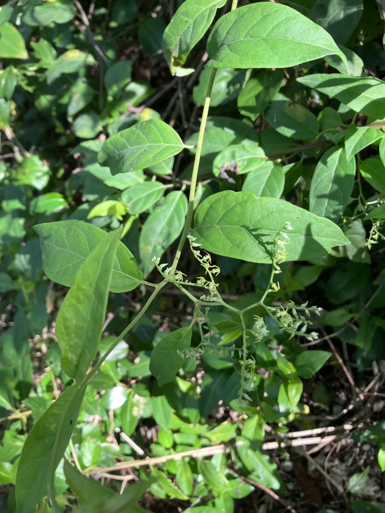 Myriopus volubilis