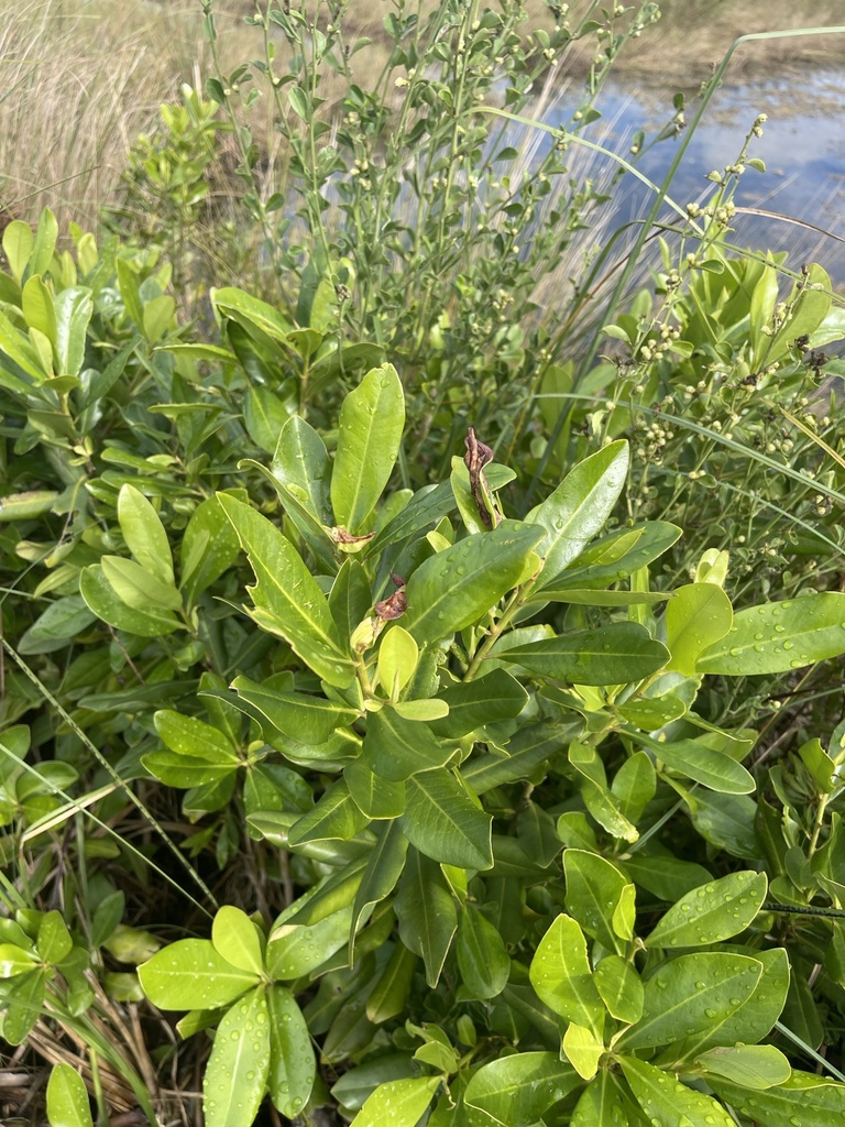 Myrsine cubana