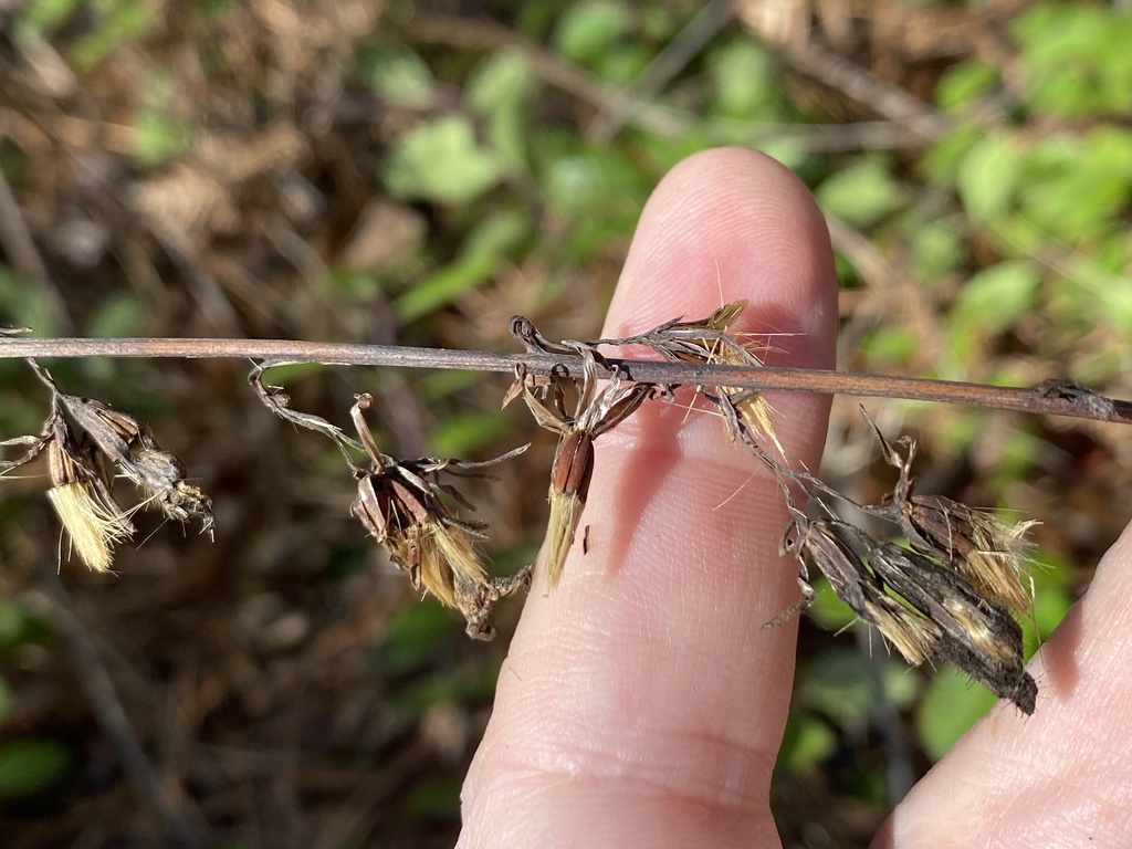 Nabalus autumnalis