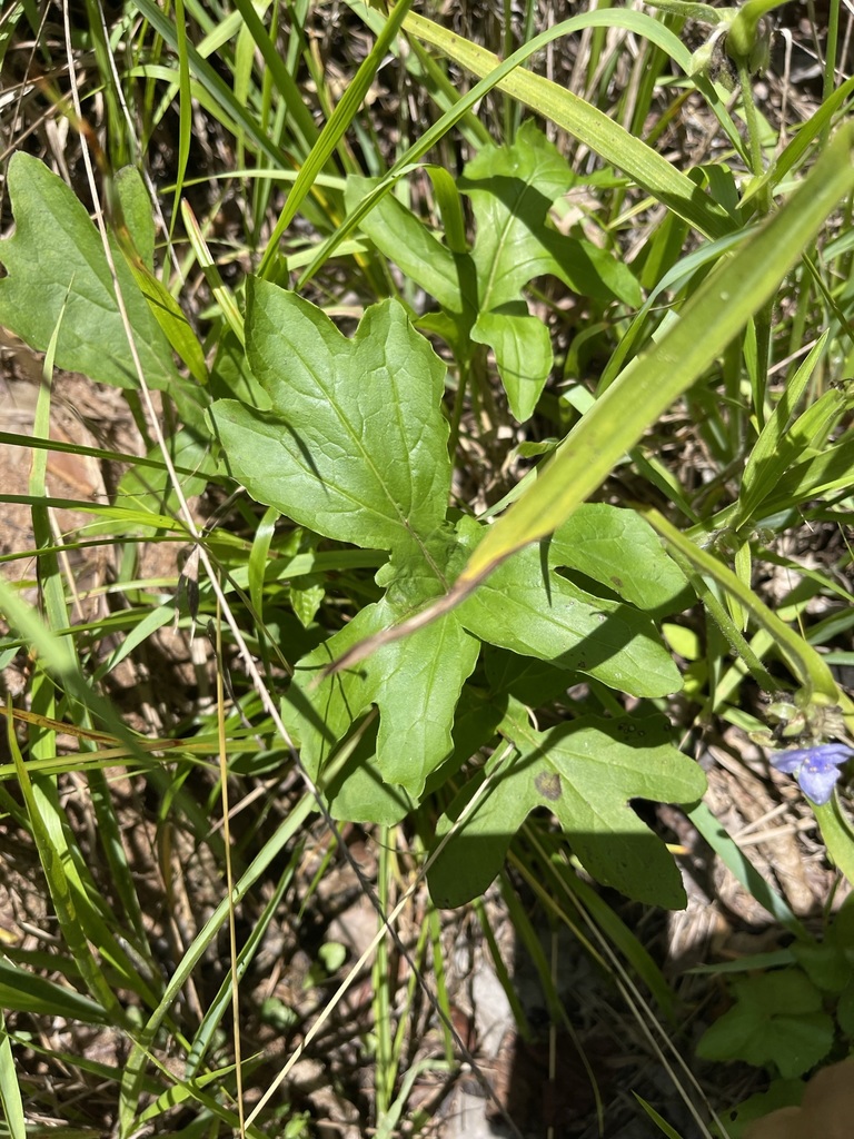 Nabalus serpentaria