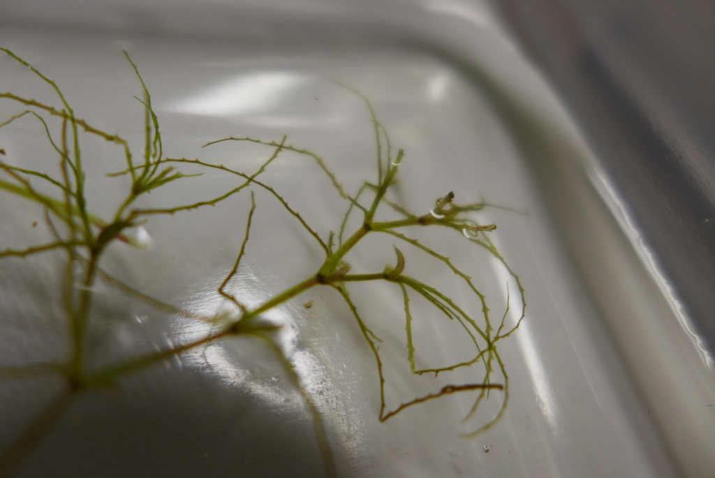 Najas filifolia