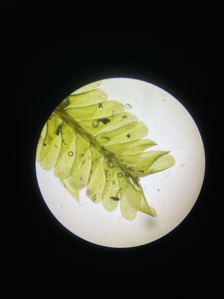 Neckeropsis disticha