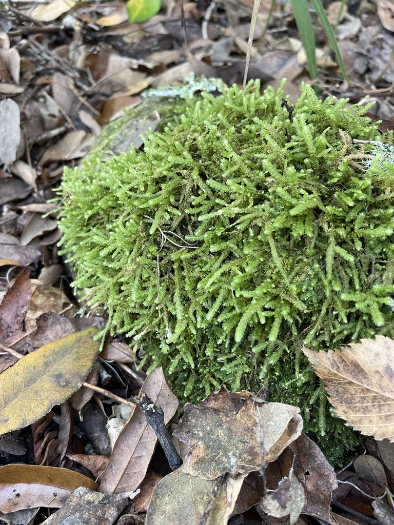 Neckeropsis undulata