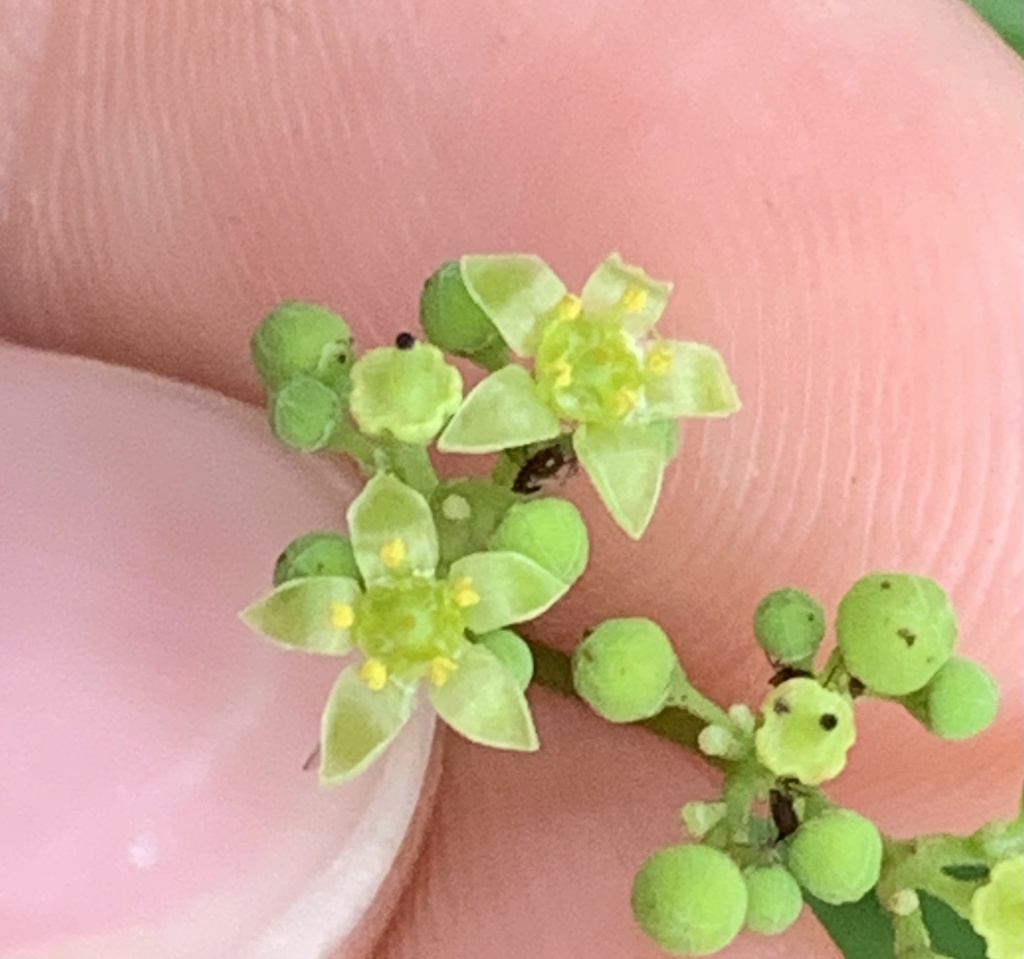 Nekemias arborea
