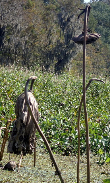 Nelumbo lutea