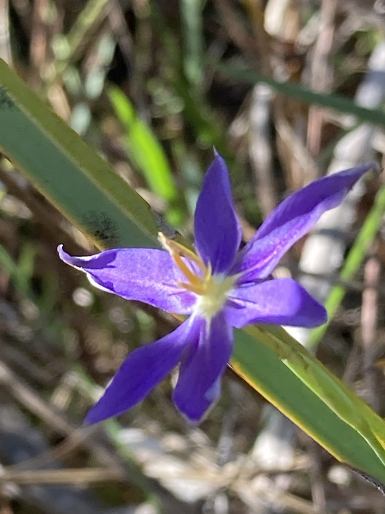 Nemastylis floridana