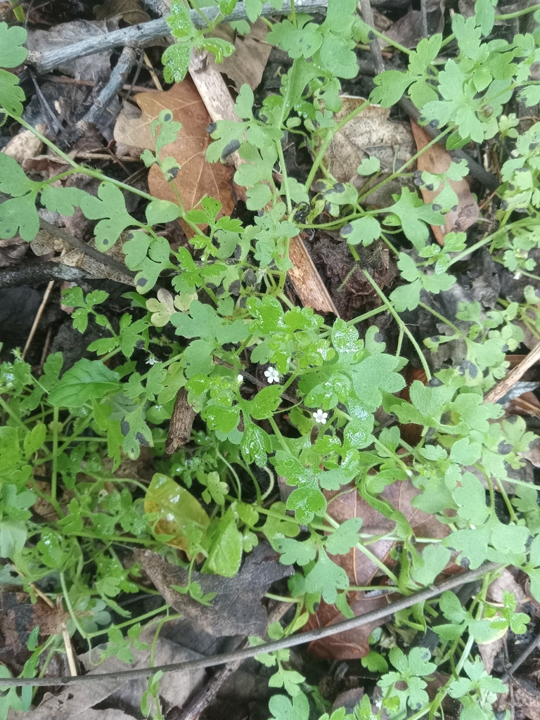 Nemophila aphylla