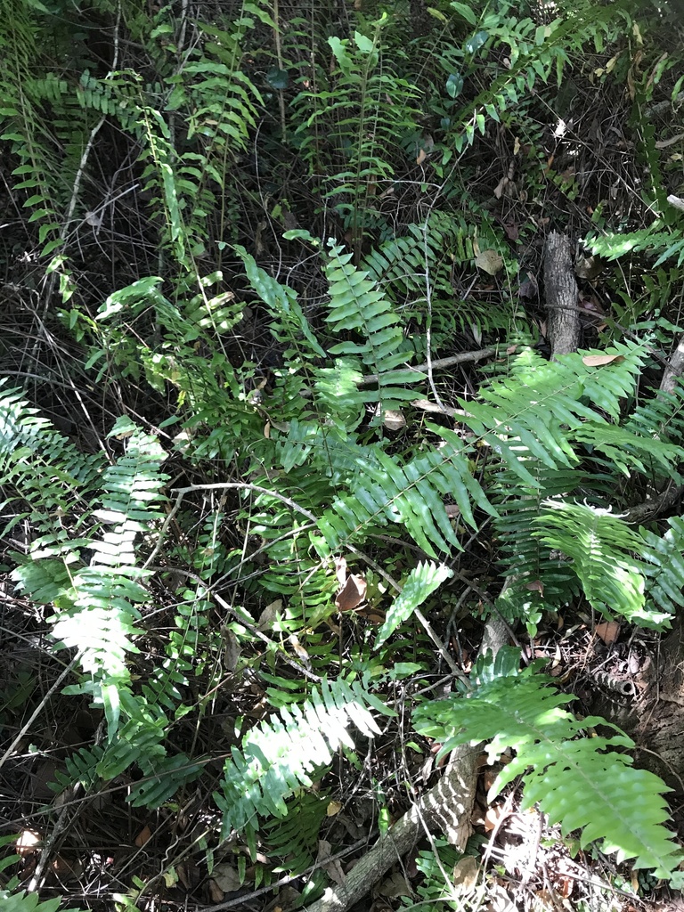 Nephrolepis biserrata