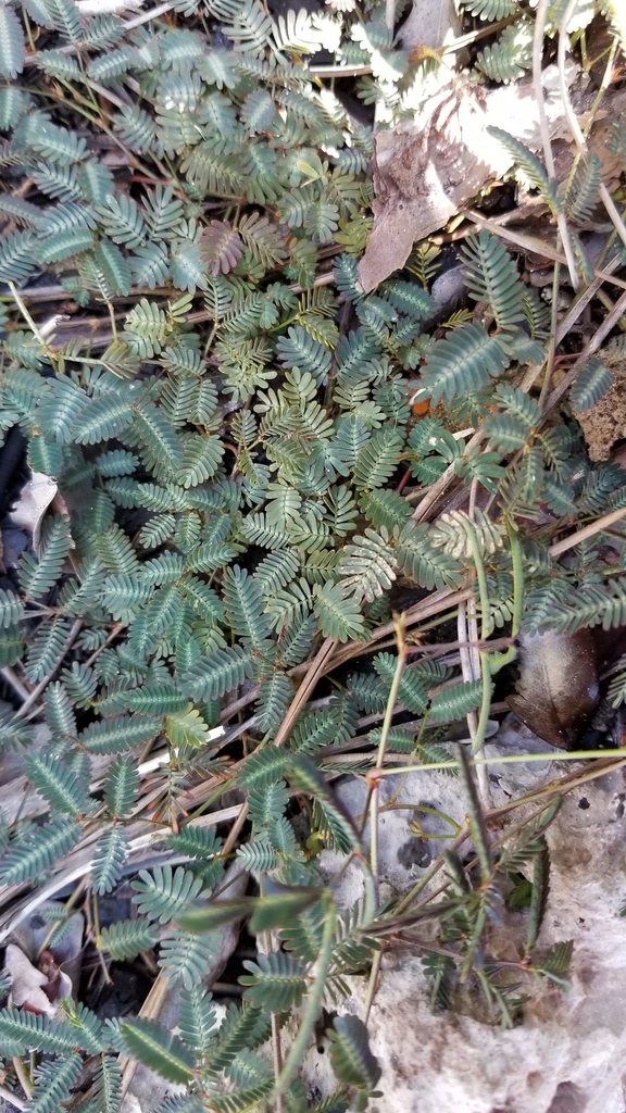 Neptunia pubescens