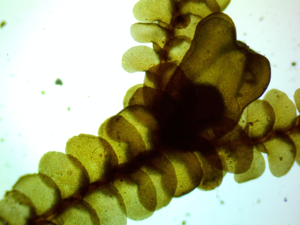 Neurolejeunea breutelii