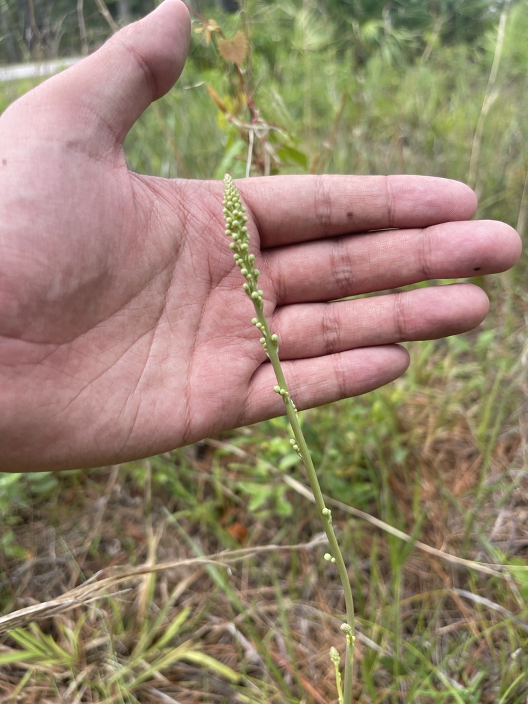 Nolina atopocarpa