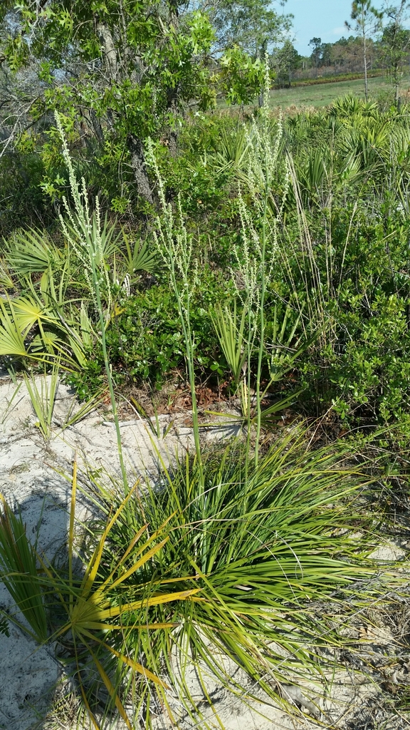Nolina brittoniana